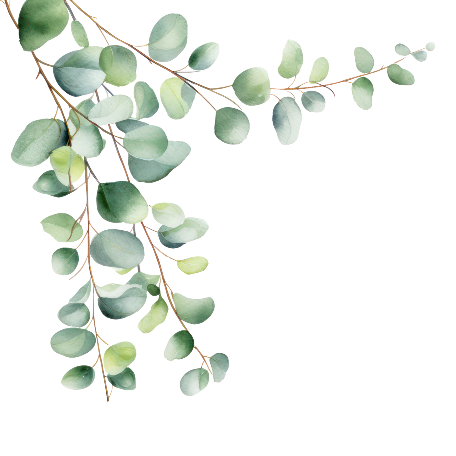 Eucalyptus